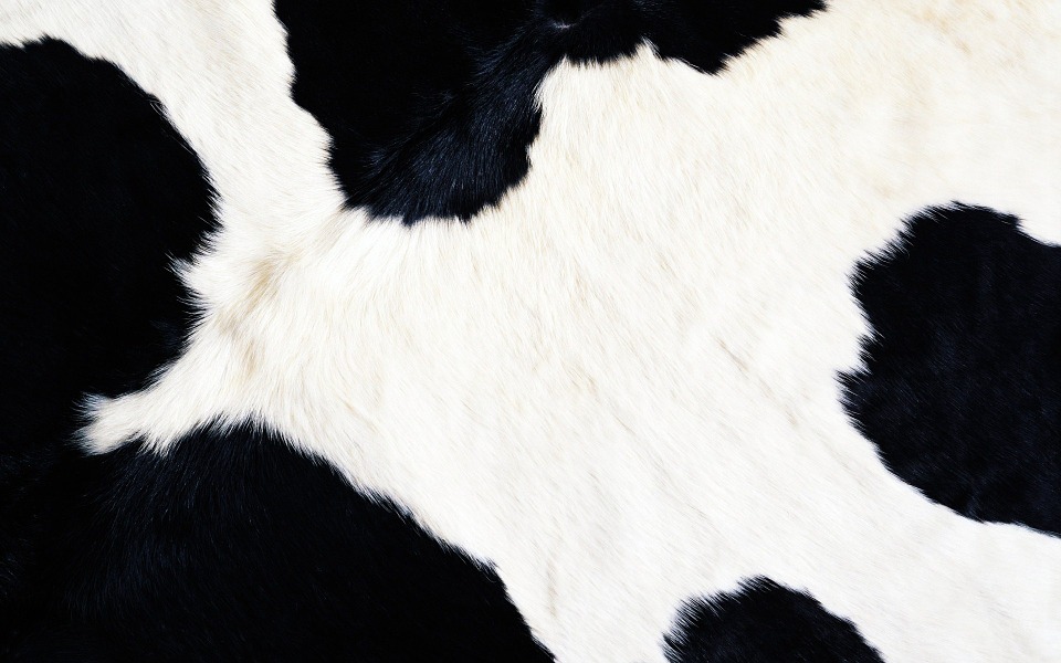 cow print