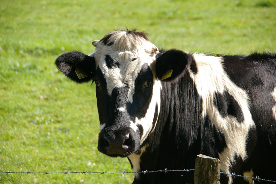 cow