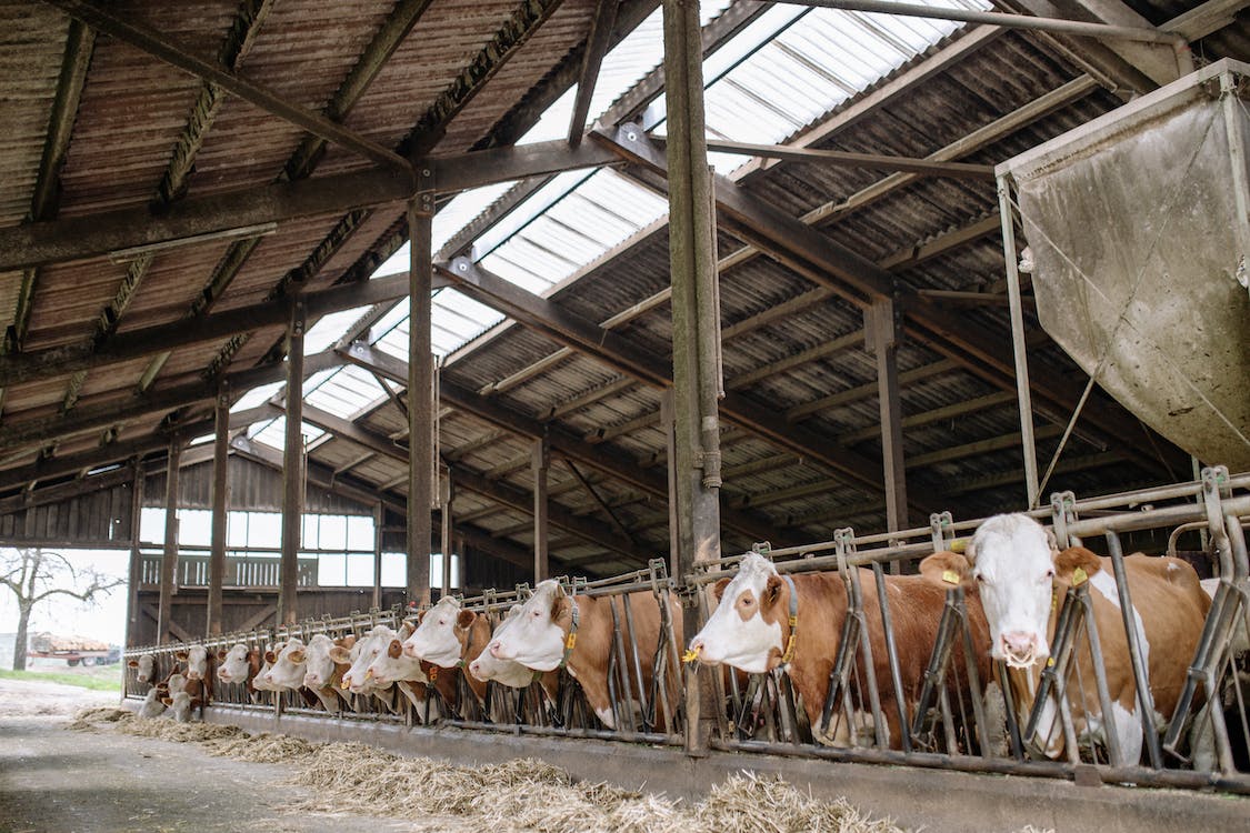 Cows in farm