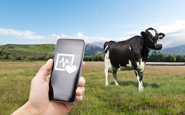 Accessed via: https://irishadvantage.us/moocall-fitbit-for-cows/