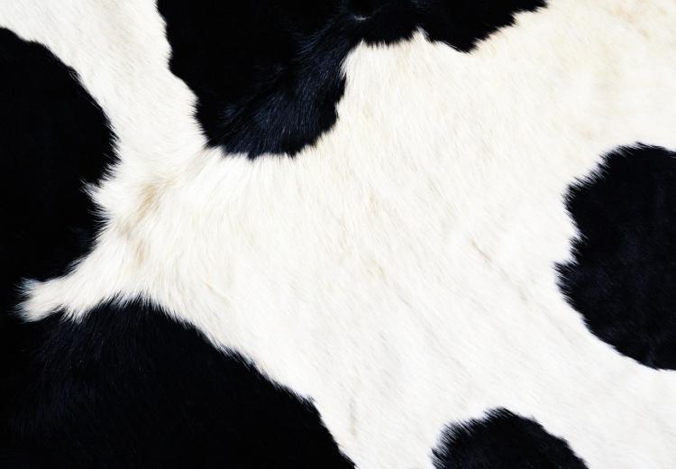 cow print