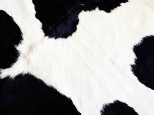 cow print