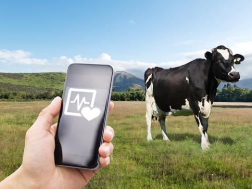 Accessed via: https://irishadvantage.us/moocall-fitbit-for-cows/
