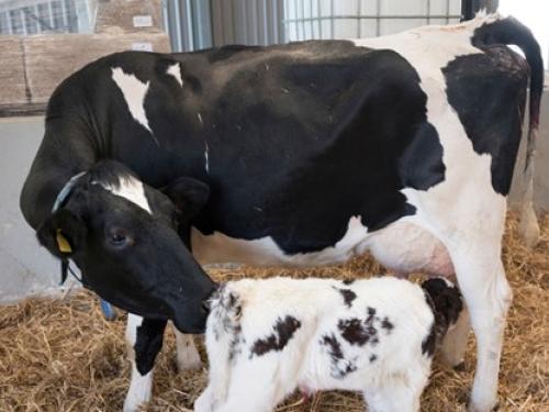 Accessed via: https://www.dairyglobal.net/specials/facilitating-metabolic-adaptation-in-cows/